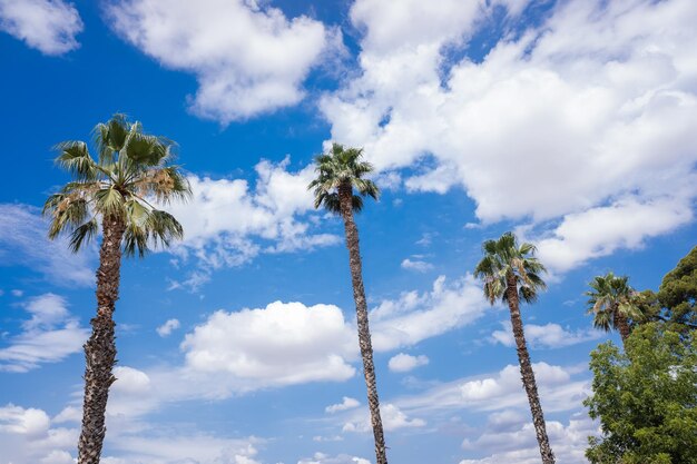 Low angle view of coconut palm trees against sky