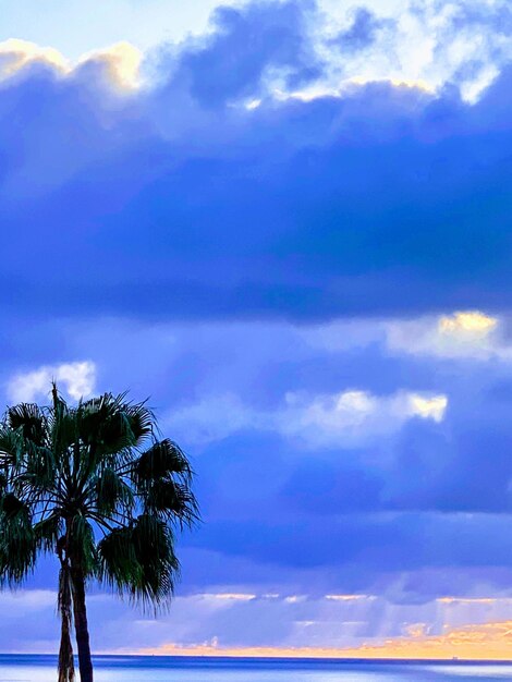 Low angle view of coconut palm trees against sky