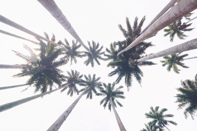 Photo low angle view of coconut palm trees against sky