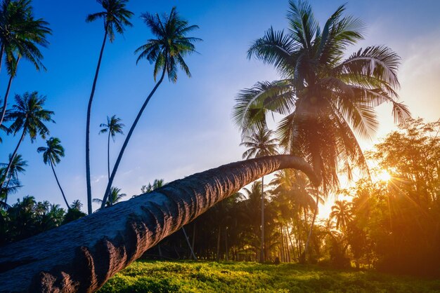 Low angle view of coconut palm trees against sky