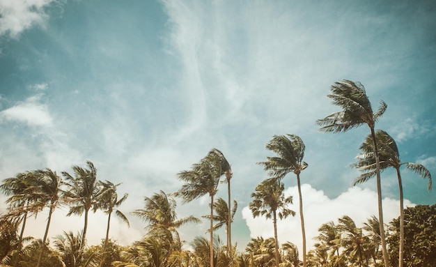 Photo low angle view of coconut palm trees against sky