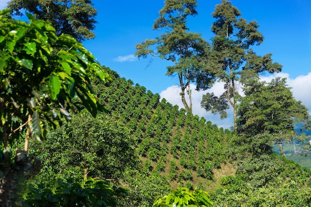 Low angle view of coffee farm on hill against sky