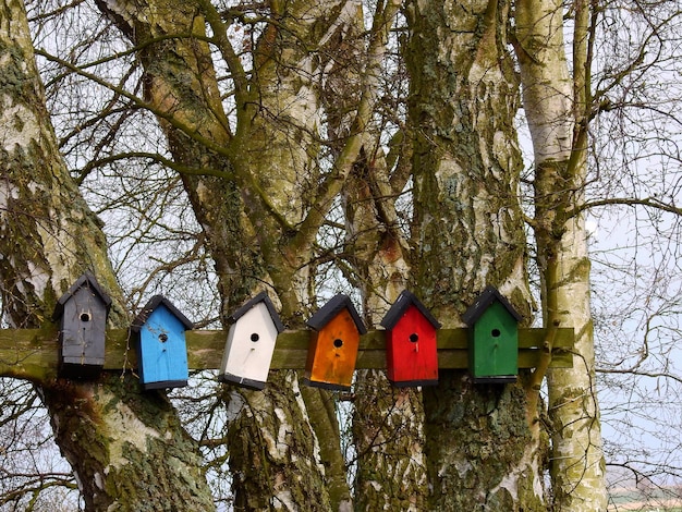 Photo low angle view of colorful birdhouses on tree trunks