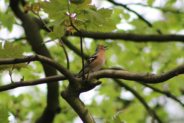 木の上に座っている普通のカフィンチの鳥の低角度の眺め
