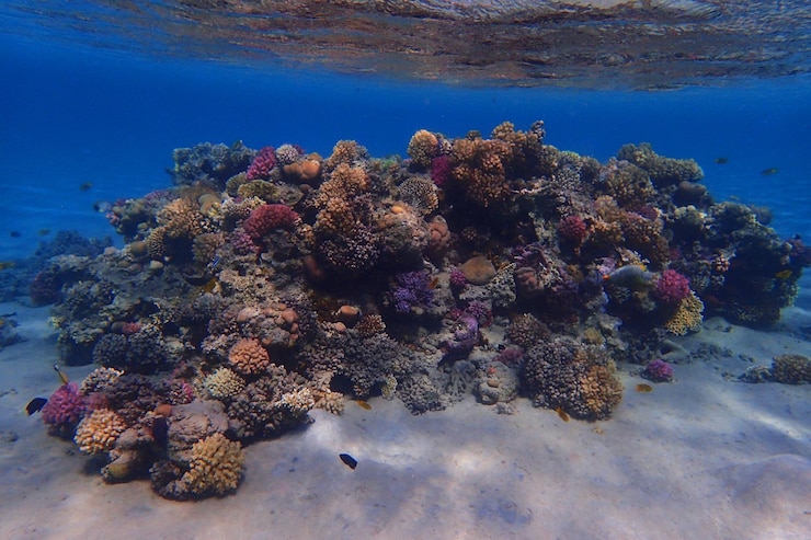 Photo low angle view of coral in sea