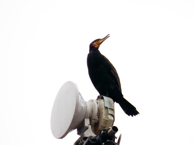 Photo low angle view of cormorant on equipment against clear sky