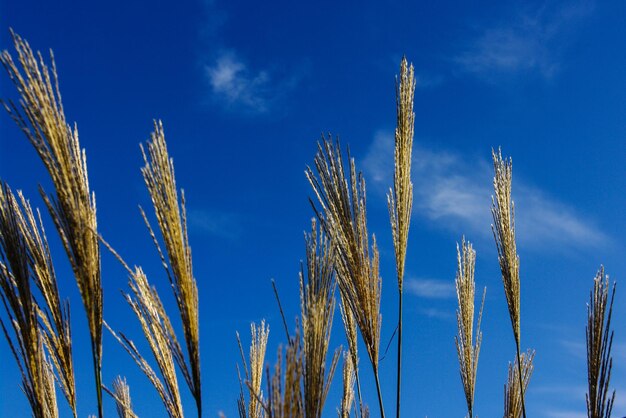 Low angle view of corn field against blue sky