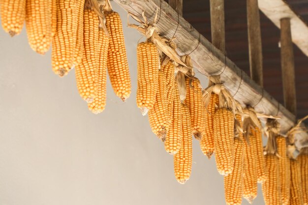 Photo low angle view of corn hanging on wall