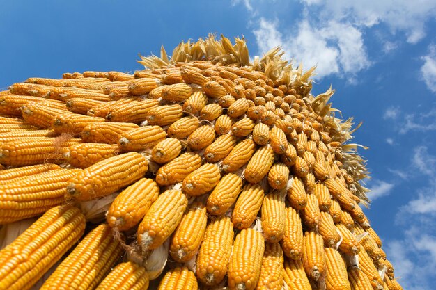 Photo low angle view of corn