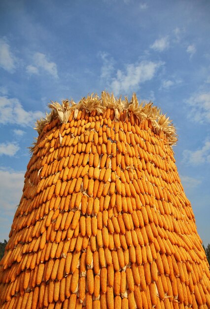 Photo low angle view of corns stack against sky