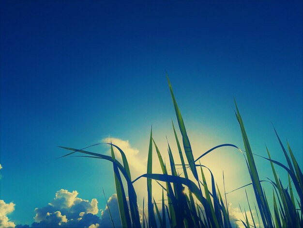 Low angle view of crops against blue sky