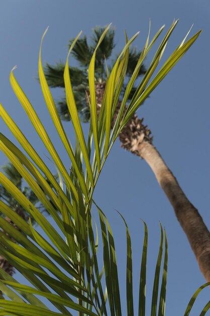 Photo low angle view of crops against sky