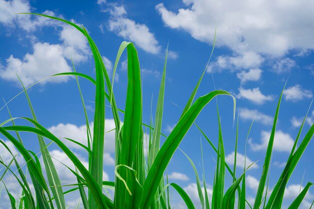 Low angle view of crops growing on field against sky