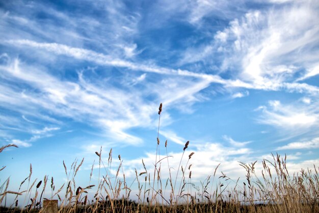 Foto vista a basso angolo delle colture che crescono sul campo contro il cielo