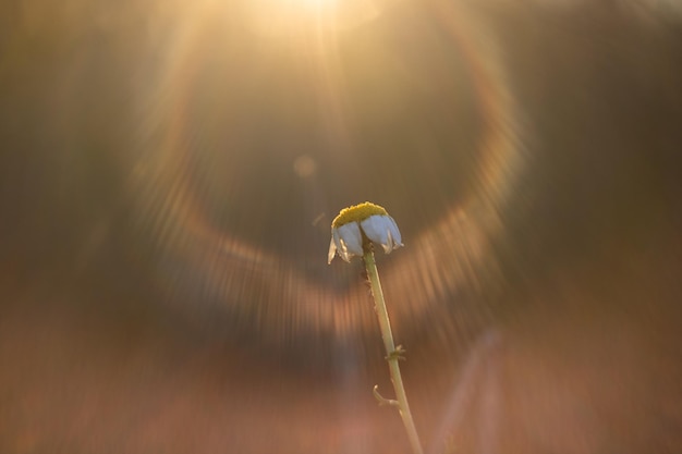 Photo low angle view of a daisy