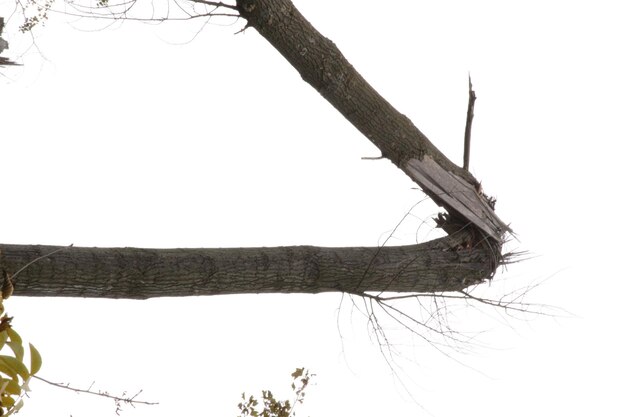 Foto vista a basso angolo di un albero danneggiato contro un cielo limpido