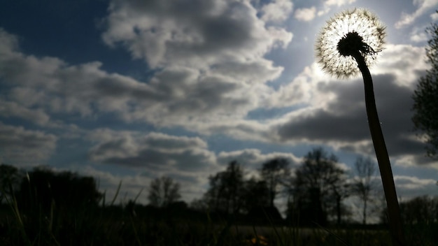 Photo low angle view of dandelion against cloudy sky