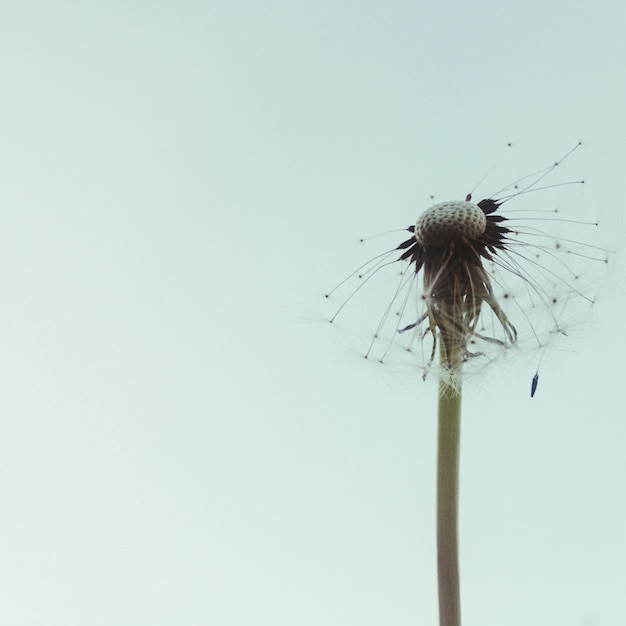 Photo low angle view of dandelion against sky