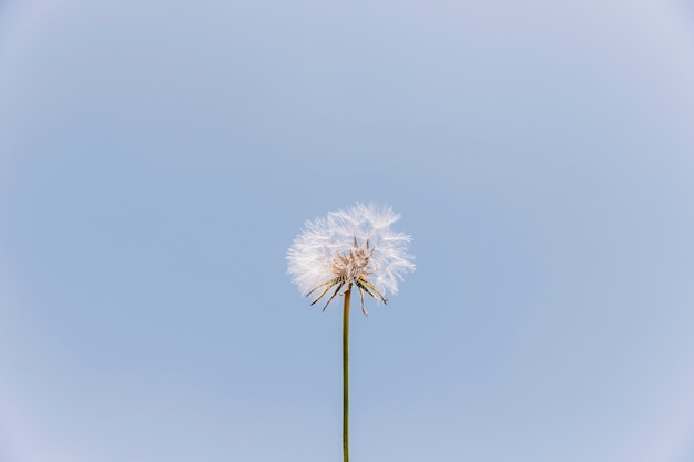 Low angle view of a dandelion flower against clear sky