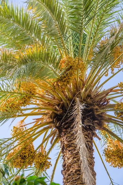 Photo low angle view of date palm tree against sky