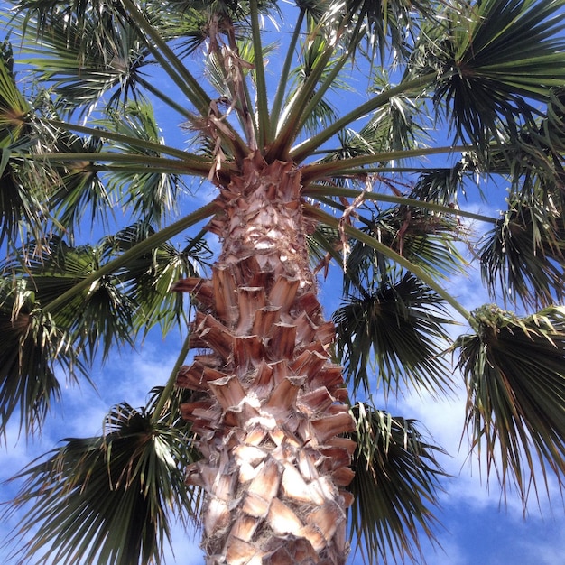 Photo low angle view of date palm tree