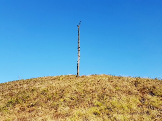 Photo low angle view of dead plant on hill against clear blue sky