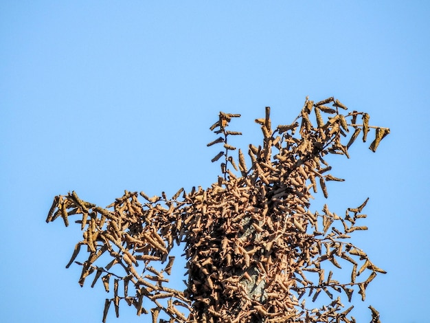 Low angle view of dead tree against clear blue sky