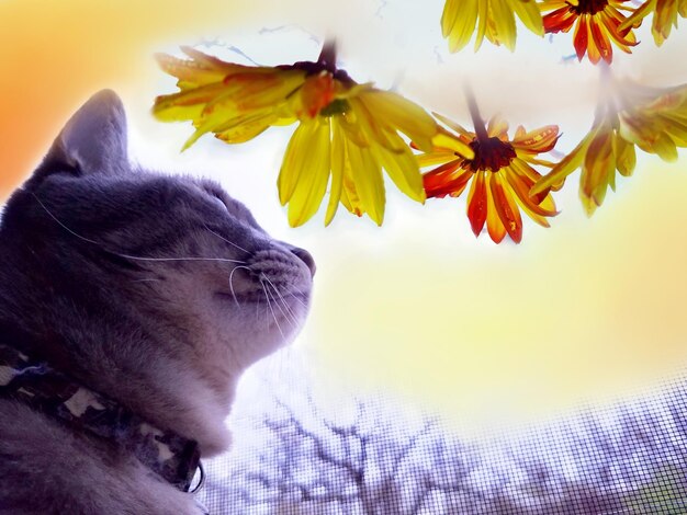 空に照らされた花の上の犬の低角度の景色