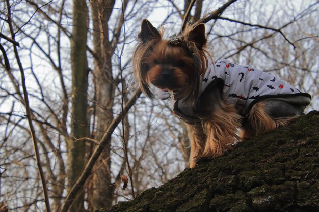 Low angle view of a dog on the ground