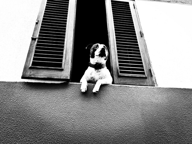 Foto vista ad angolo basso del cane seduto sulla finestra