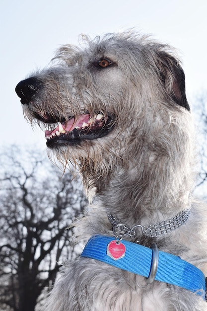 Photo low angle view of dog