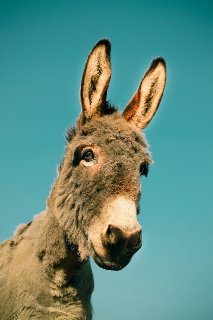 Photo low angle view of donkey against blue sky