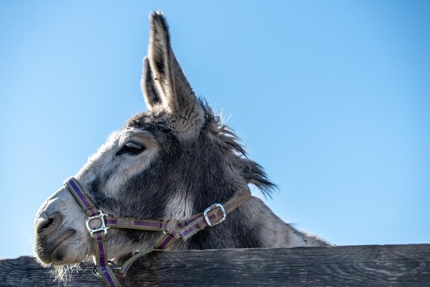 low angle view of donkey against blue sky