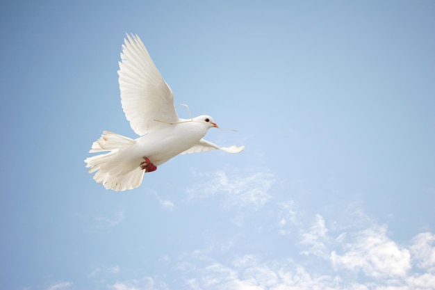 Photo low angle view of dove flying against clear sky