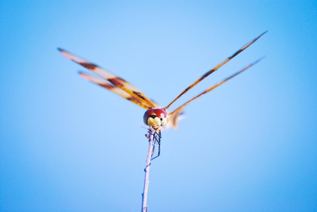 Photo low angle view of dragonfly on plant against blue sky