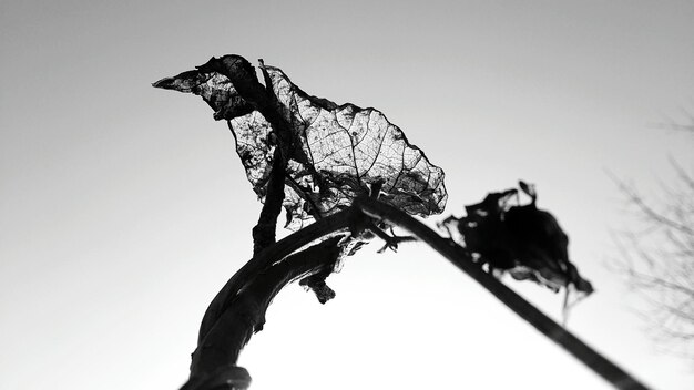 Low angle view of dried leaf against sky