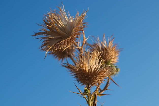 Low angle view of dried plant against blue sky