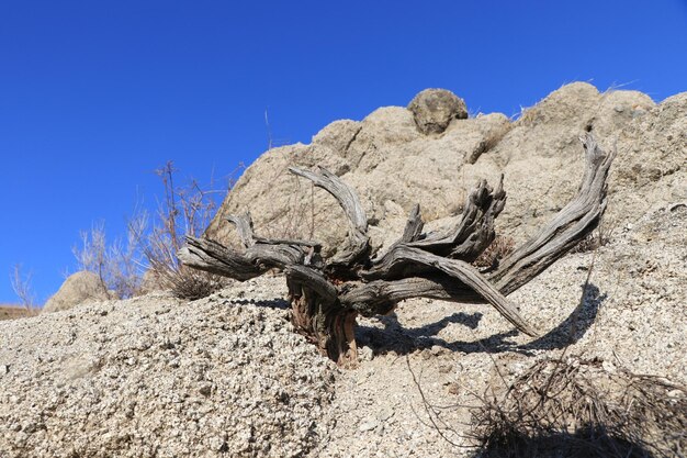 Low angle view of driftwood on rock against sky