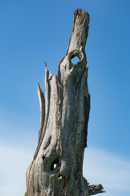 Low angle view of driftwood on tree against blue sky