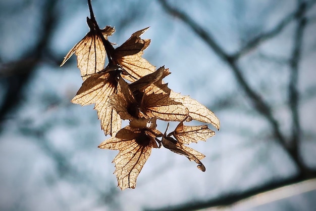 Low angle view of dry leaves on tree