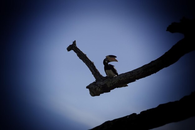 Low angle view of eagle against clear sky