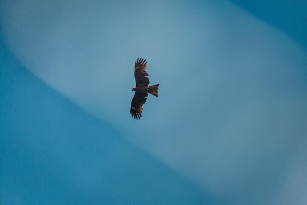 Low angle view of eagle flying against blue sky