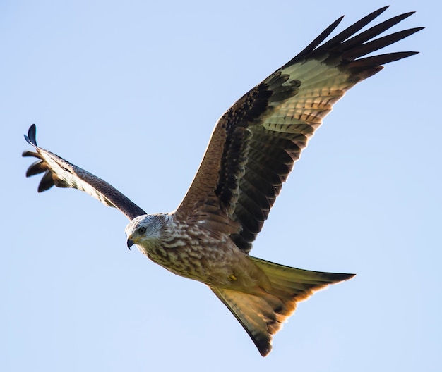 Foto vista a bassa angolazione di un'aquila che vola contro un cielo blu limpido