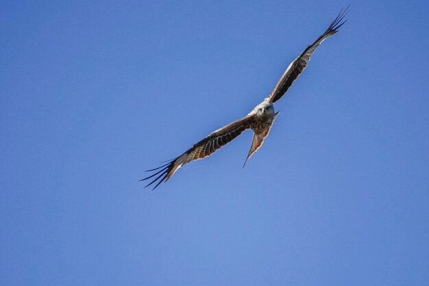 Photo low angle view of eagle flying against clear blue sky