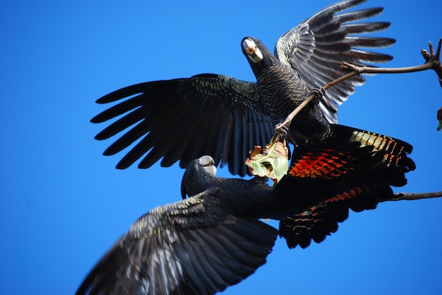 Low angle view of eagle flying against clear blue sky