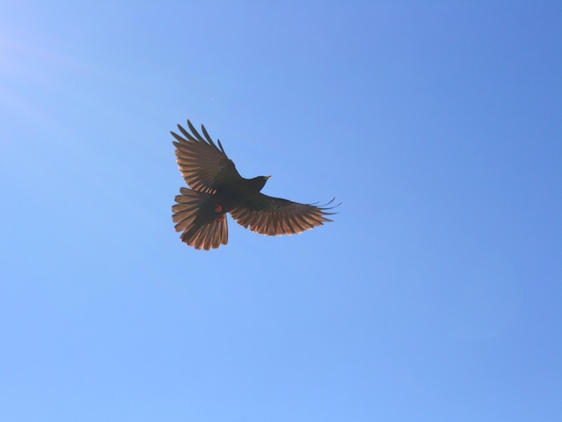 Low angle view of eagle flying against clear blue sky