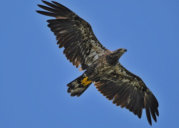 Low angle view of eagle flying against clear blue sky