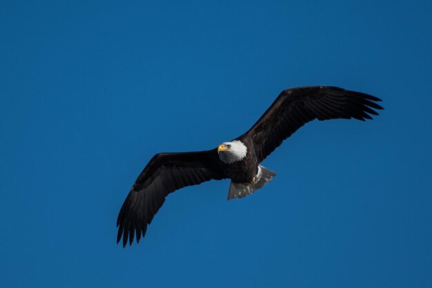 Foto vista a bassa angolazione di un'aquila che vola contro un cielo blu limpido