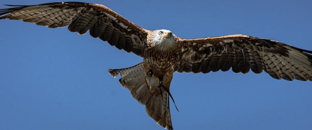 Low angle view of eagle flying against clear blue sky