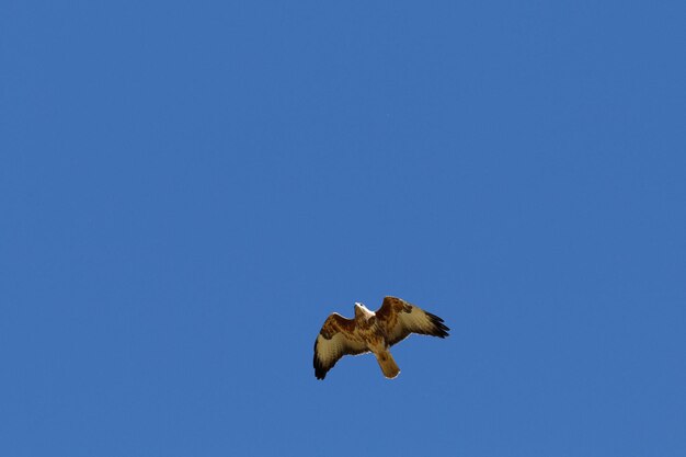 Low angle view of eagle flying against clear blue sky